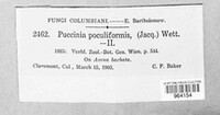 Puccinia poculiformis image